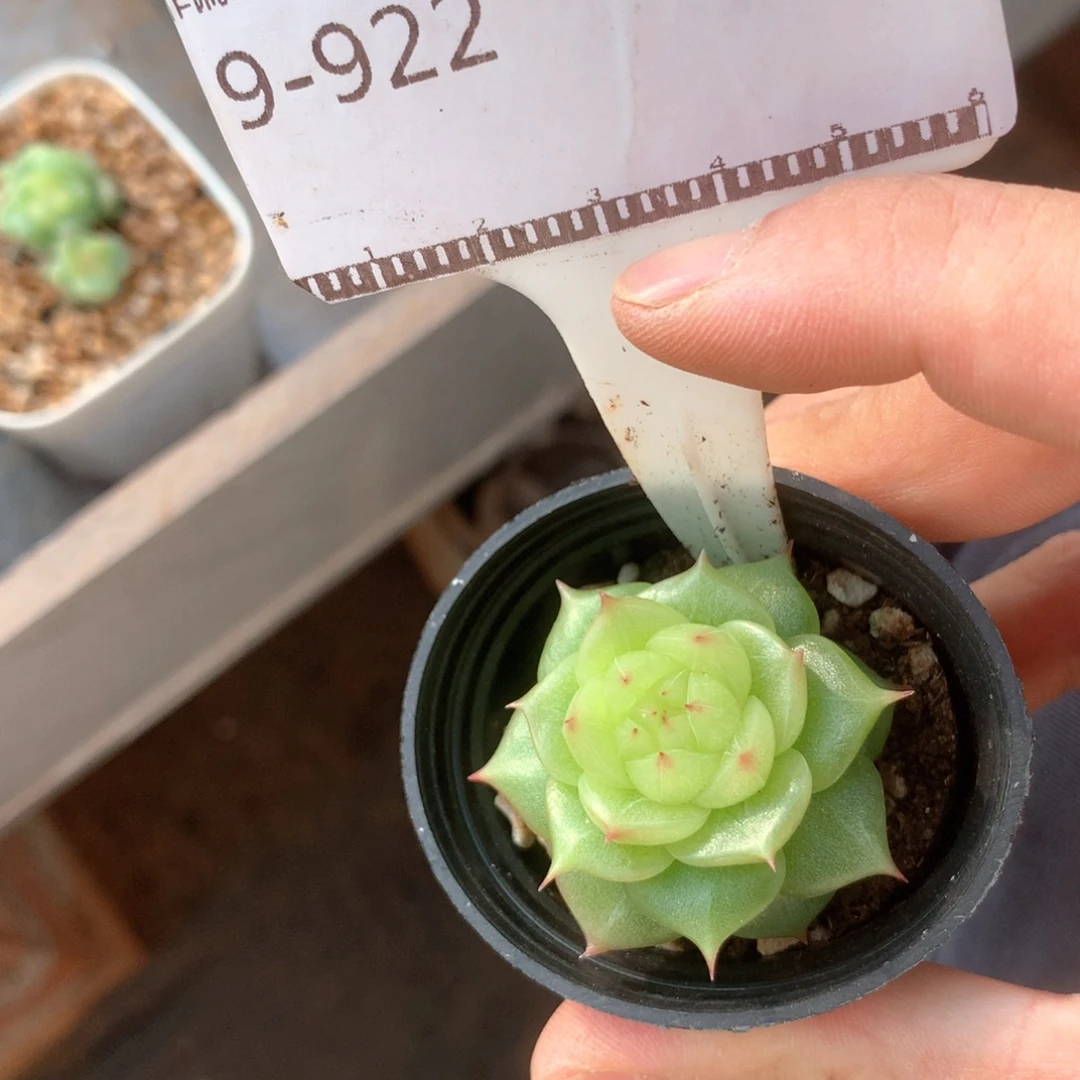 玉玲珑福利优选58包邮
