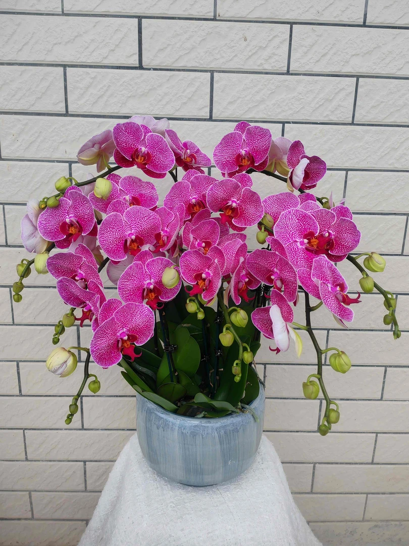 蝴蝶兰花苗带花剑带花苞盆栽室内植物花卉四季好养活