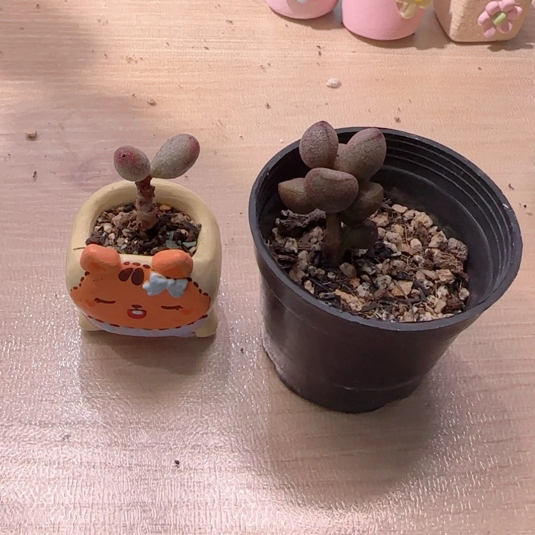 8***惜T萤火虫+灵石盆口2.5cm