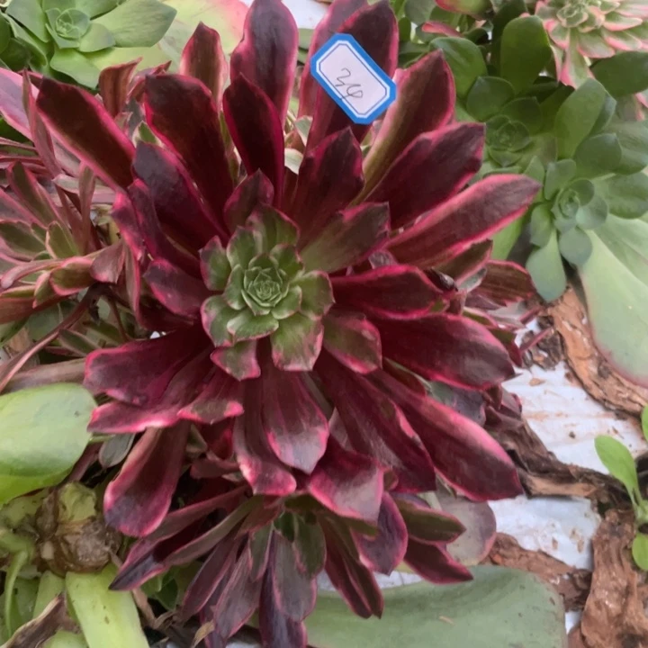 34不带根白婚纱法师锦