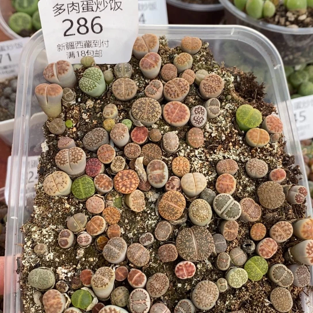 感谢您的支持，00286