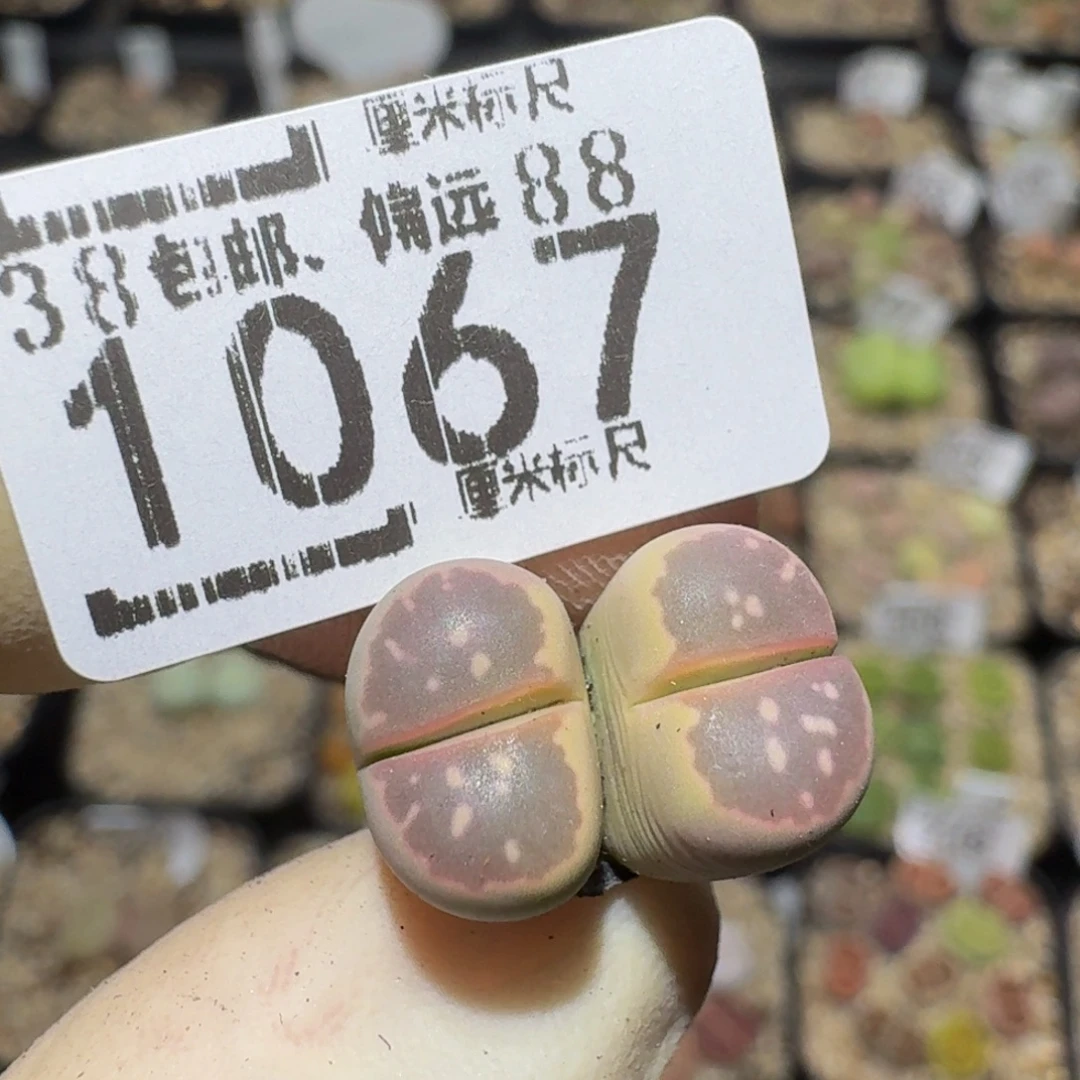 没***子zzzzz精品生石花1067