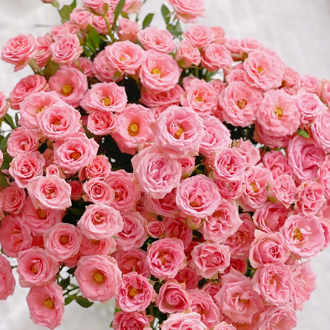 露露公主多头玫瑰 10支装