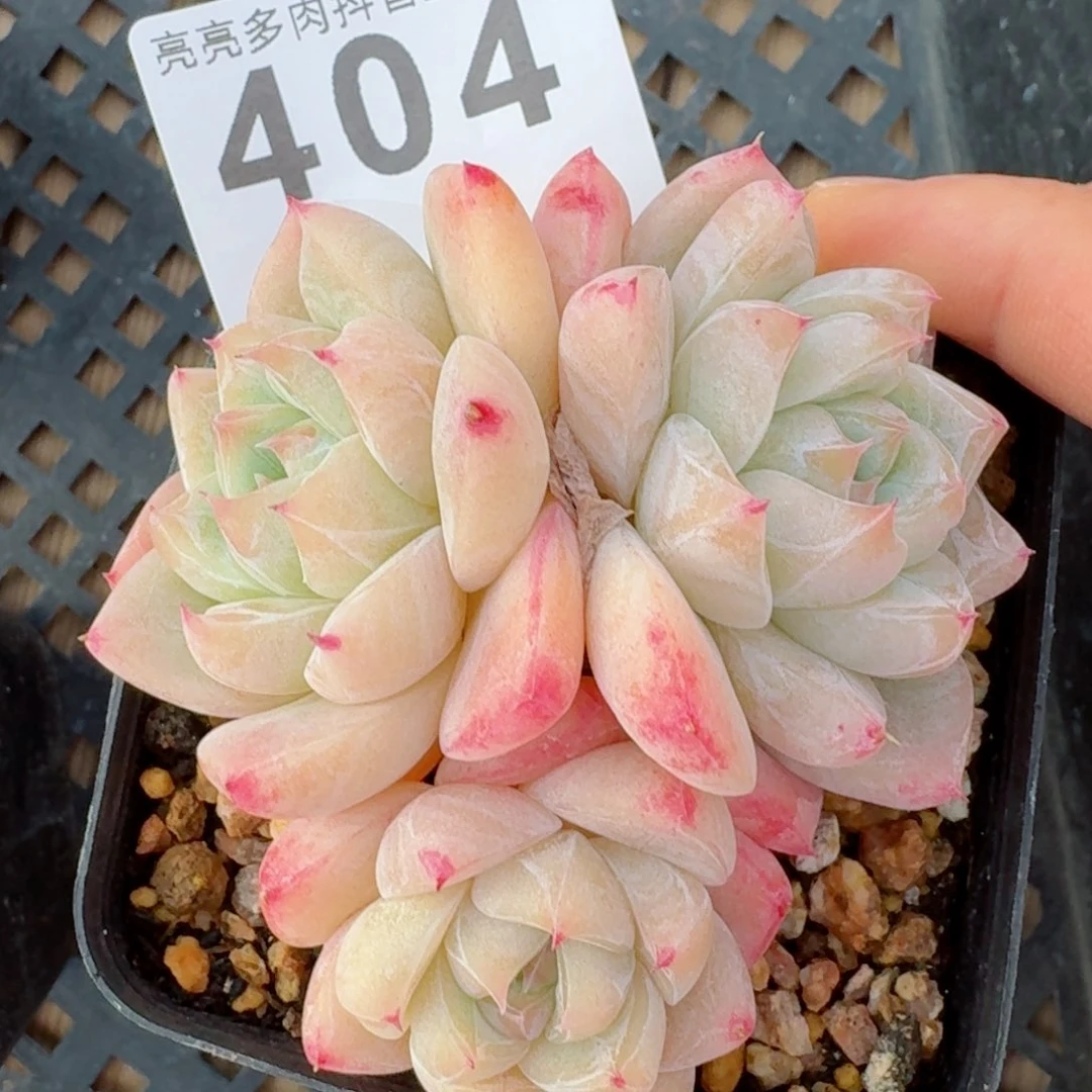 高*高白泽         精品多肉