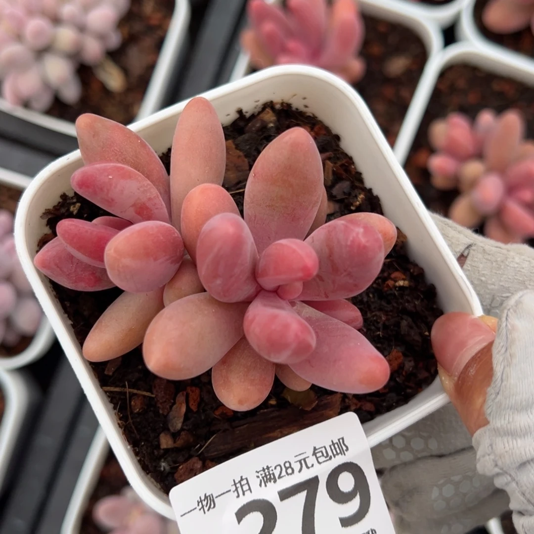 红手指多肉多肉多肉，