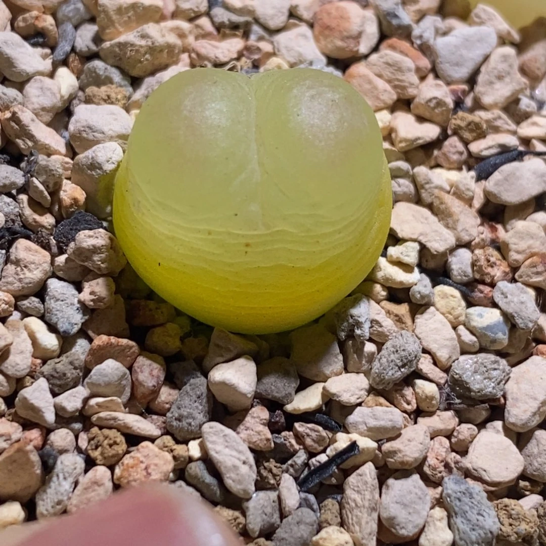 金色登登子金色登登子