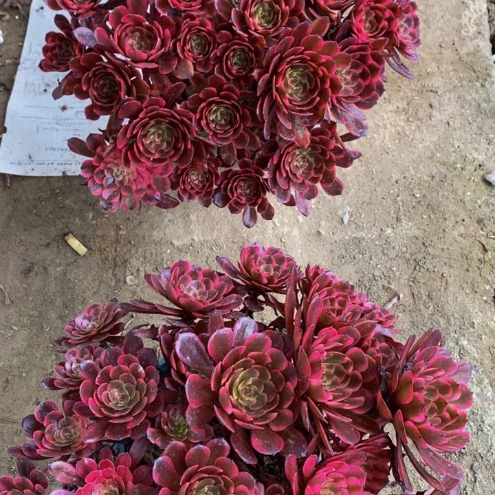 十里红妆一颗多肉植物