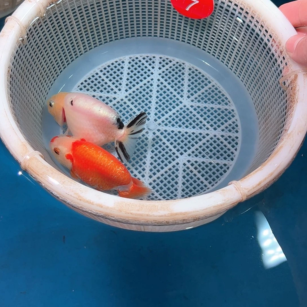 海水鱼樂*7号 中通包邮 包活到家开箱视频