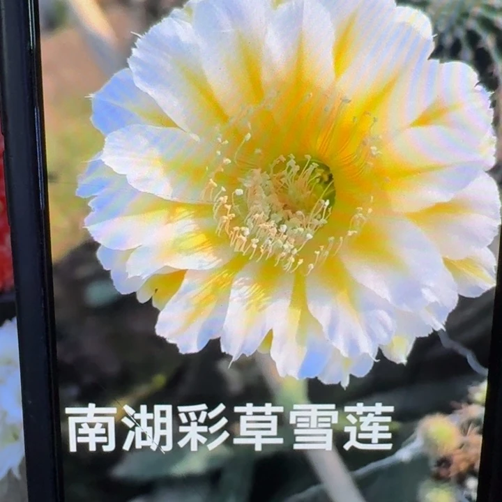 290彩草雪莲歪4公分左右无根侧牙，20包邮