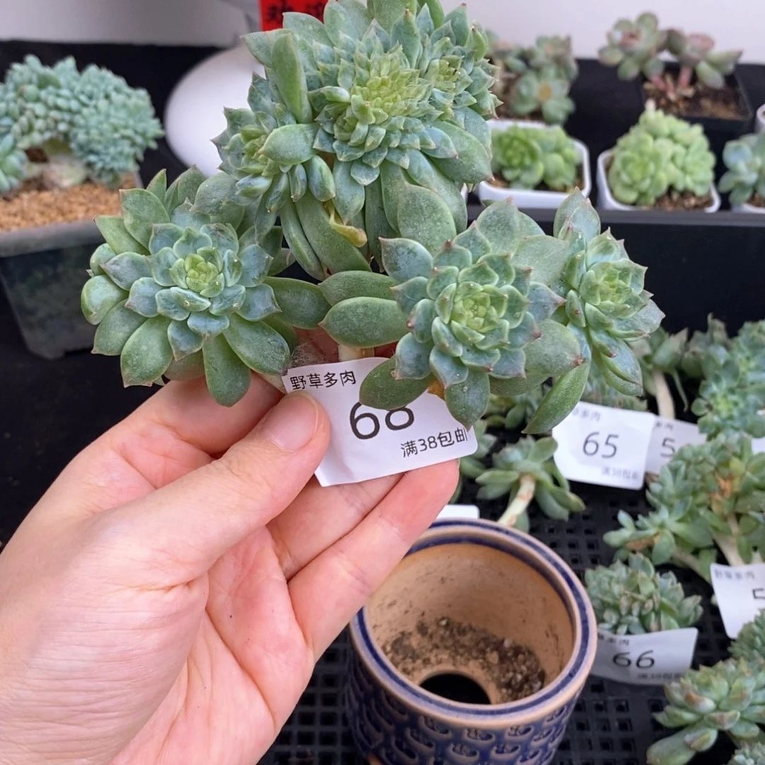 68号八头带缀一颗冰魄包邮