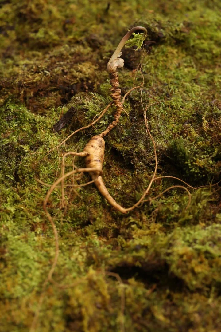 长白山新鲜带土东北长白山林下参特产