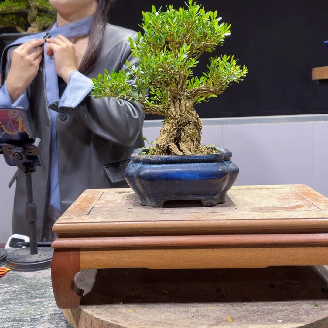 四季常绿翠绿黄杨盆景