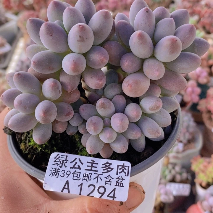汤圆9cm1294多肉植物