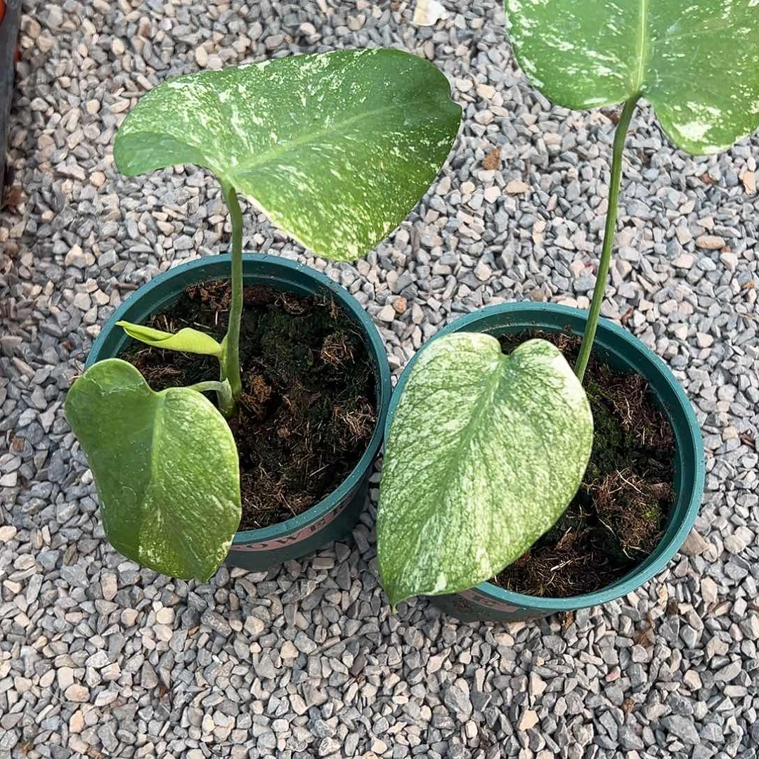 完全开放白怪兽随机发货不售后随机