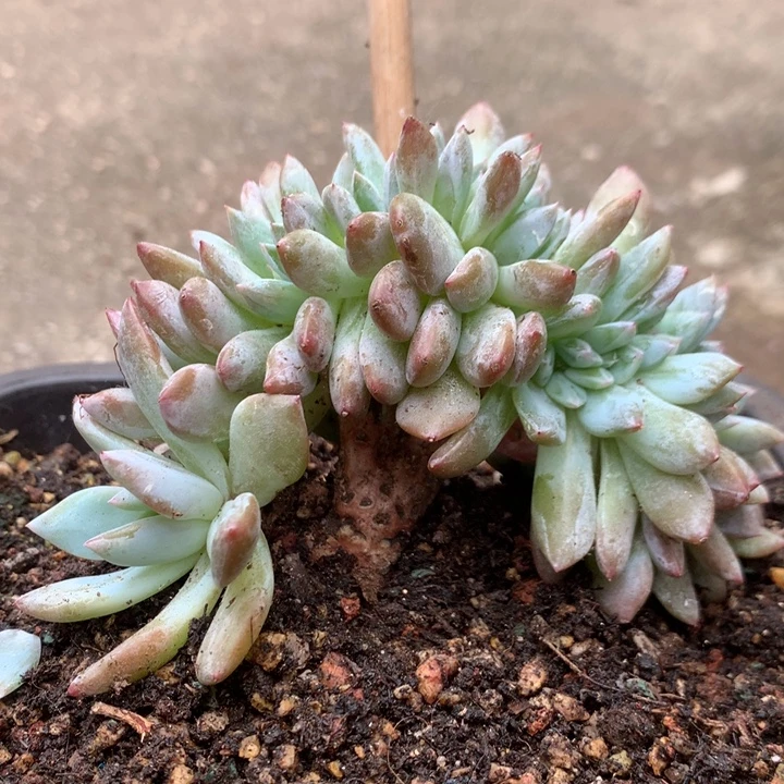 多肉植物叶插星影树缀