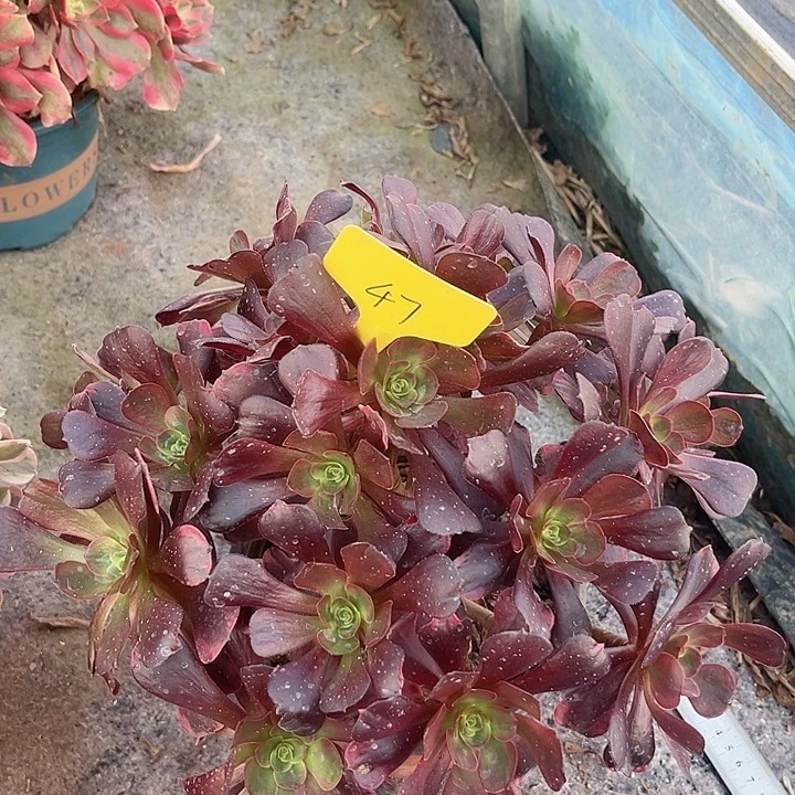 47一颗爱神法师多肉