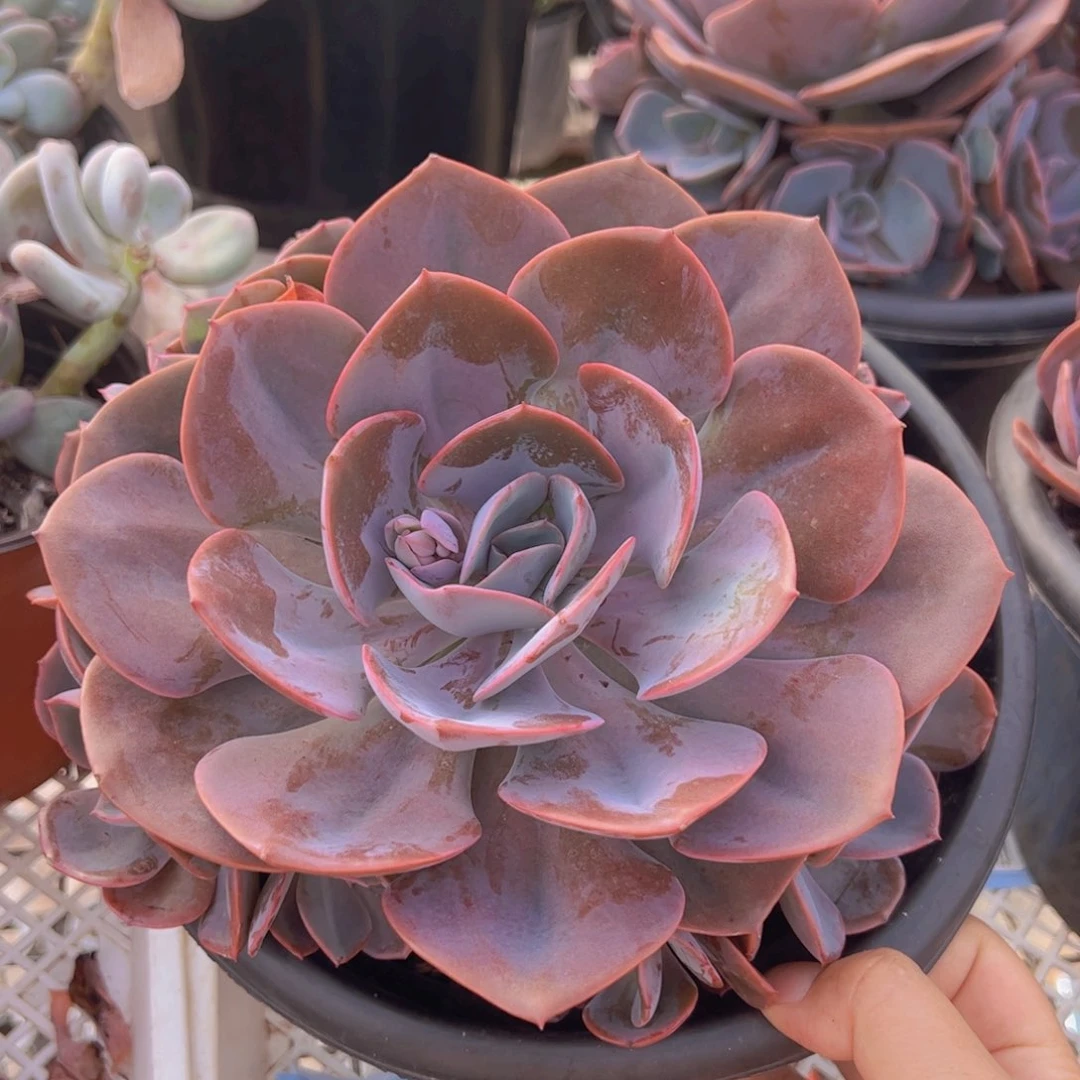 尘埃玫瑰大单头带仔六头起发