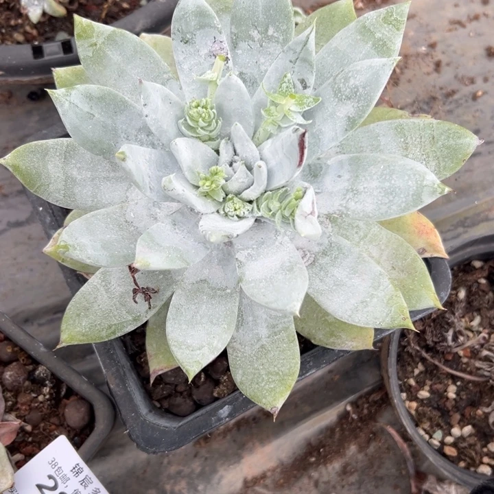 E***a谢谢姐姐～一物一拍2866