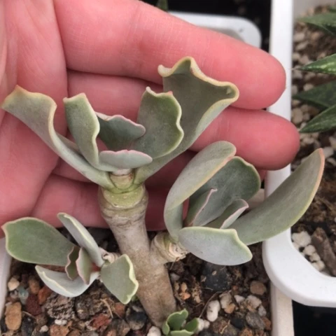 白眉老桩脱盆发货哈哈哈