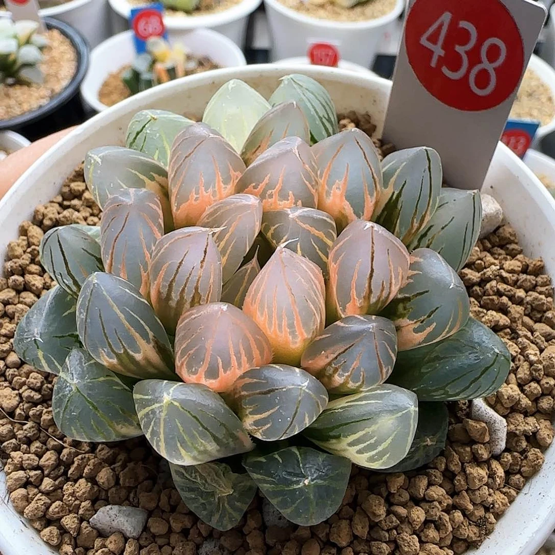 438号霓虹灯糊斑一物一拍带盆土