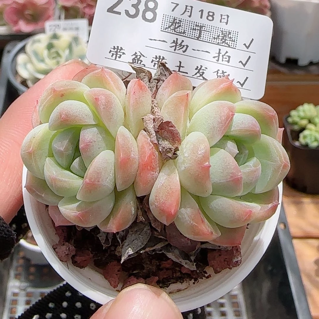 多肉0718-238白桃汽水