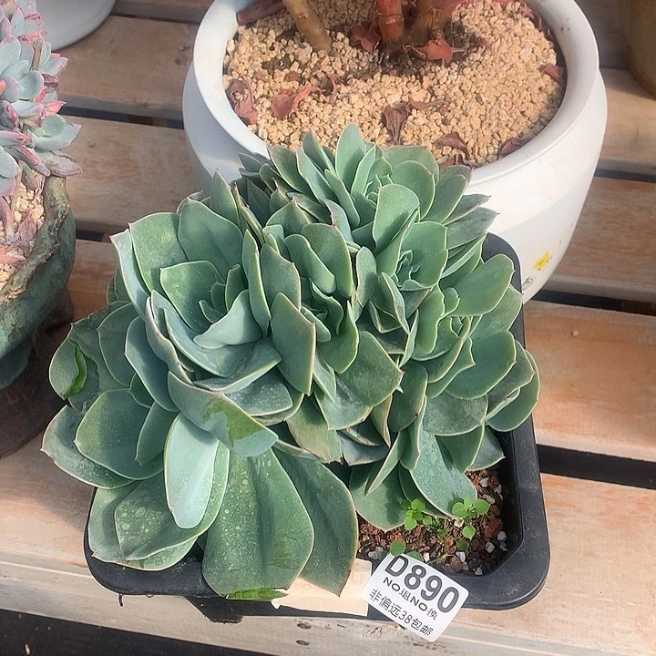 白玉兰缀化 890 亏本处理 7-8天左右发货 玻璃心勿扰