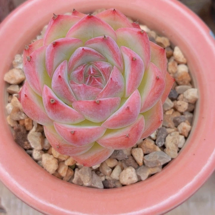 多肉水晶一物一拍