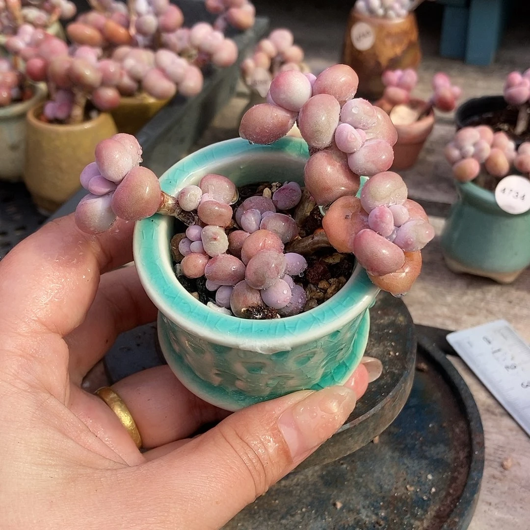 6073糖果腰子蛋带盆土