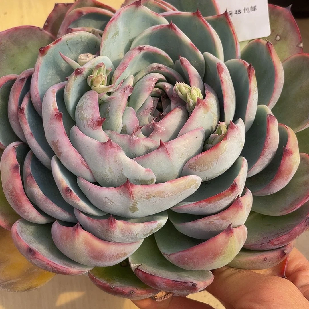 091 多肉多肉多肉