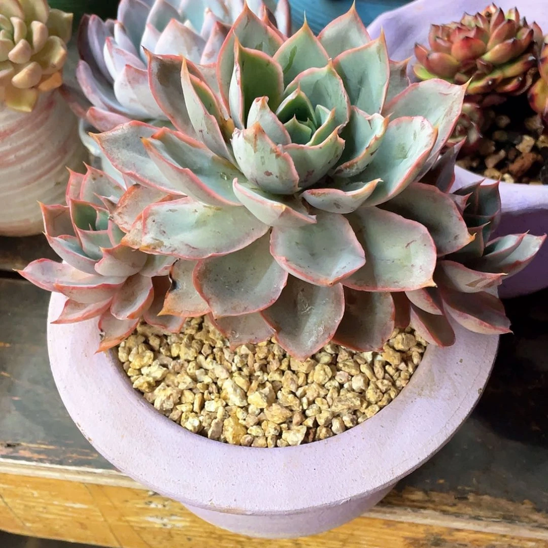 多肉植物一物一拍