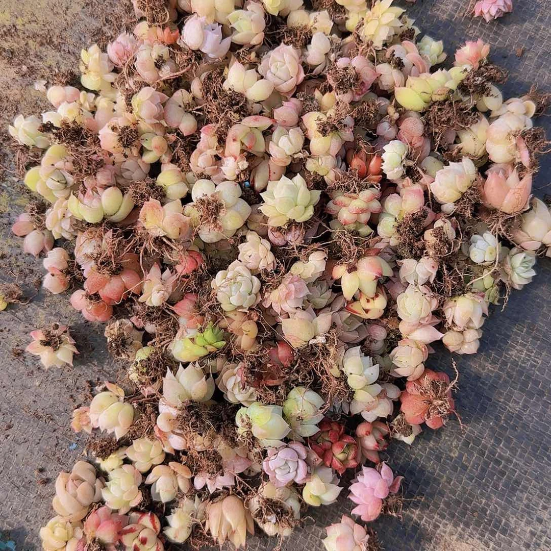 饭盒小苗保底100颗以上量拍