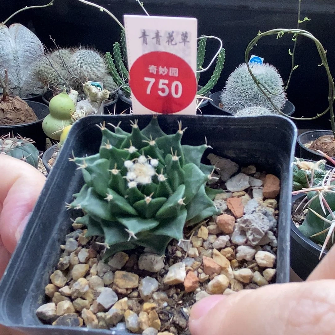 实生帝冠一棵仙人球