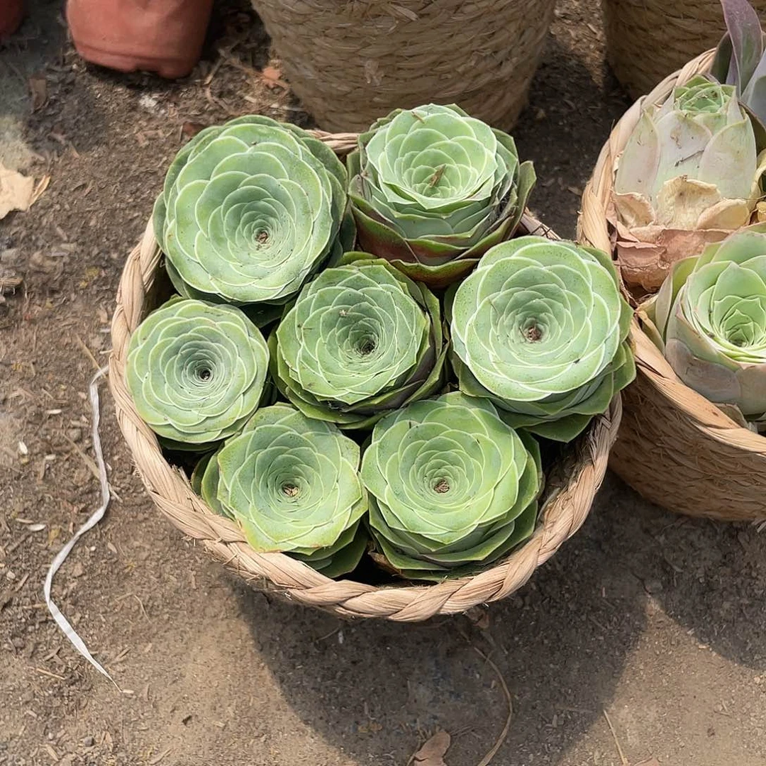 山地玫瑰7颗红单头带篮子