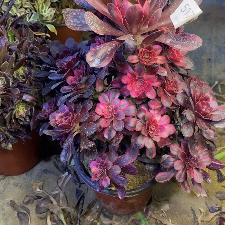 香奈儿多肉断头不包5178