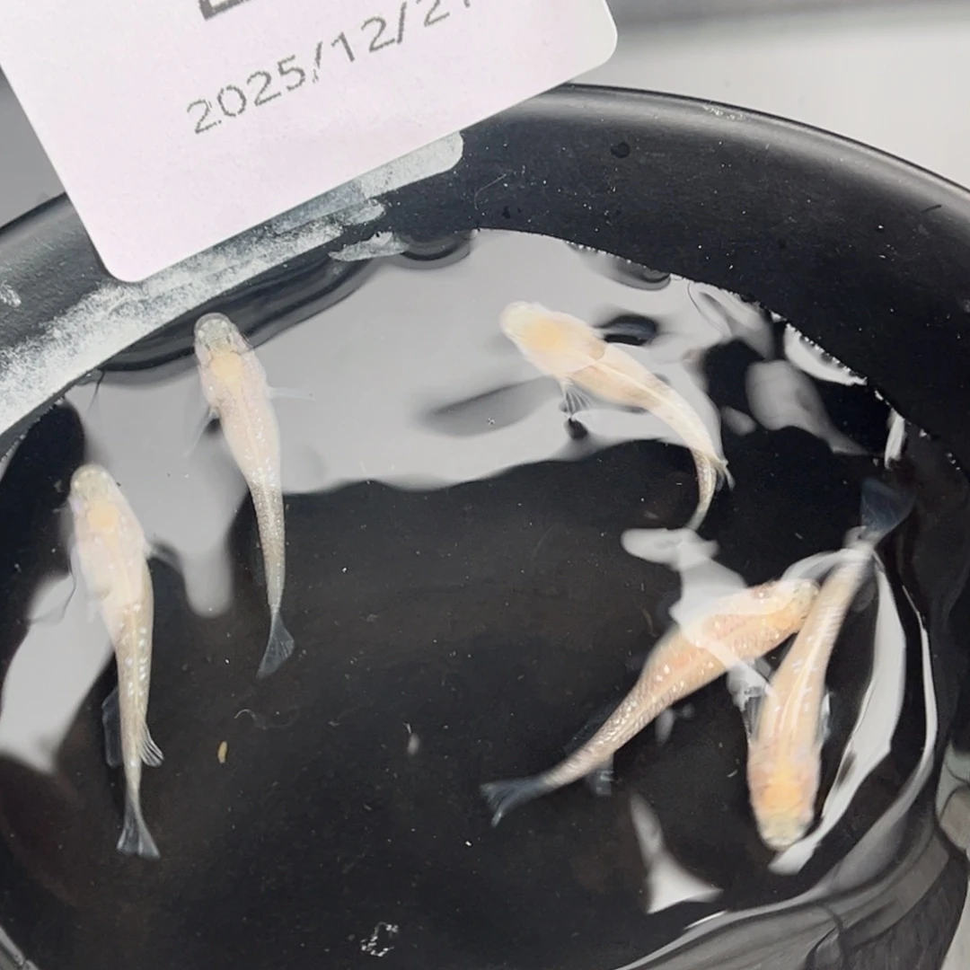 青鳉鱼228白雪公主五尾