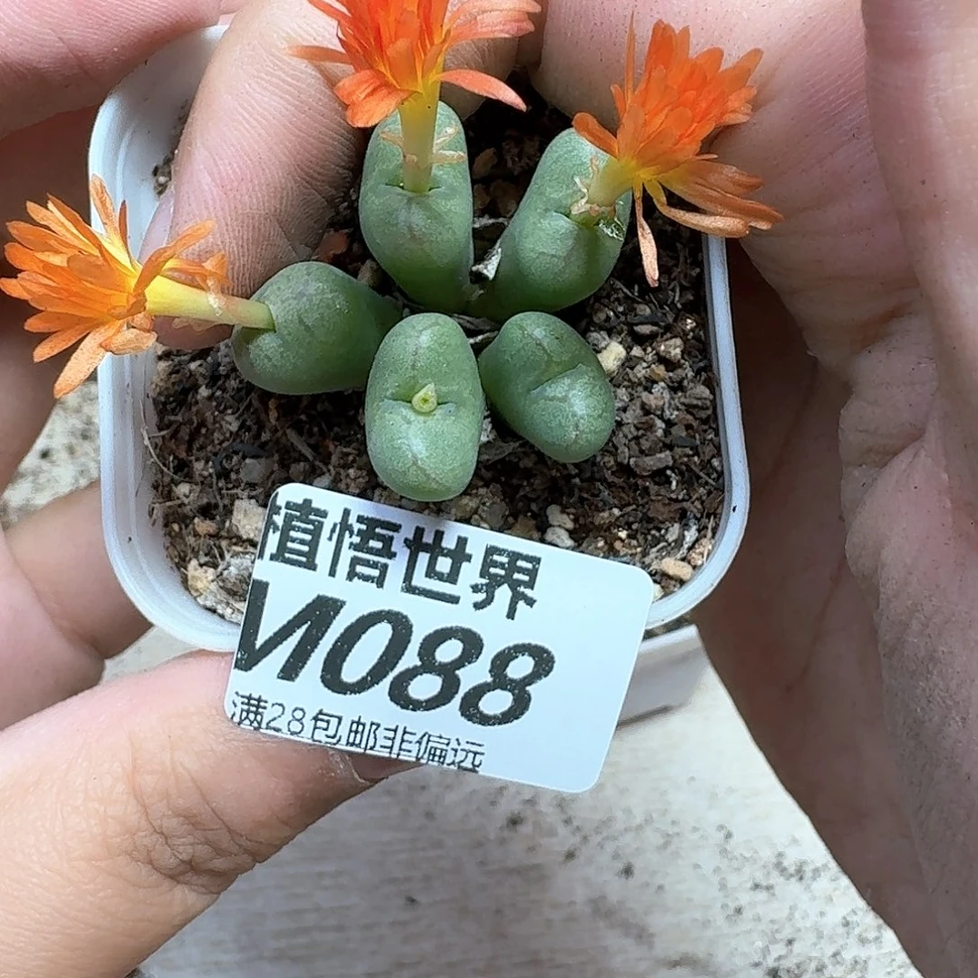 多肉植物的润泽jjk