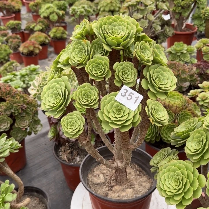 朱***云多肉植物提取精华351