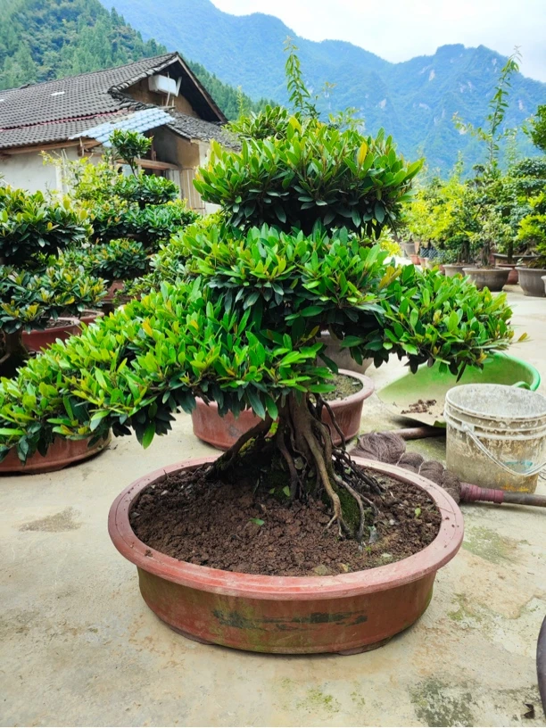 小叶蚊母盆栽盆景新中式提根老桩造型适合办公室客厅摆放