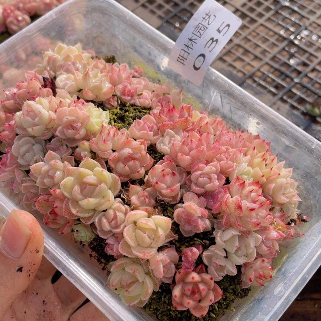 多肉植物多肉植物35