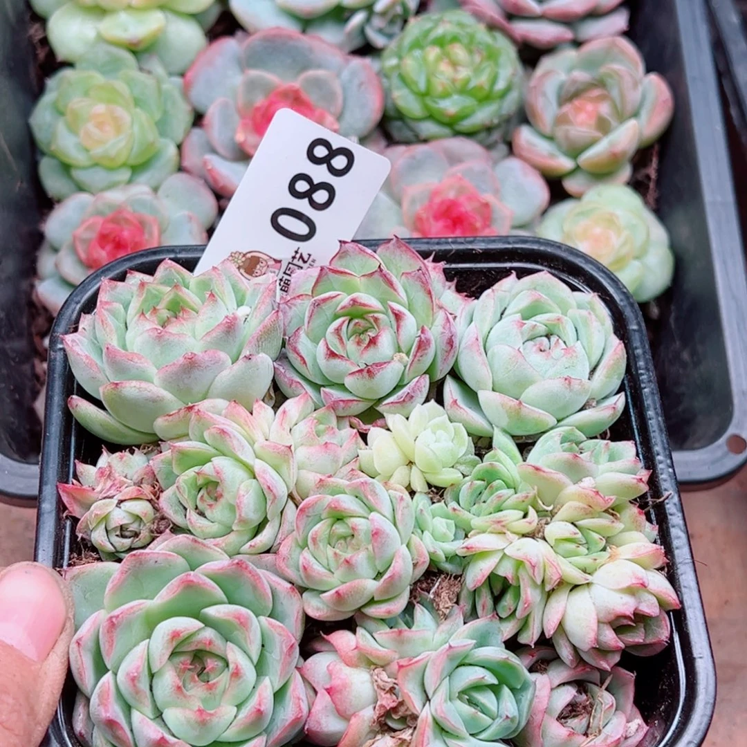 多肉植物多肉植物