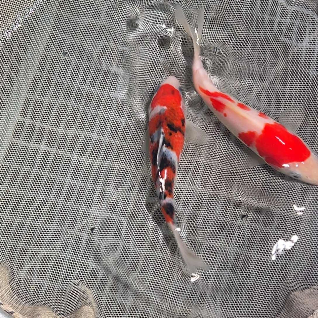 锦鲤锦鲤观赏鱼1111