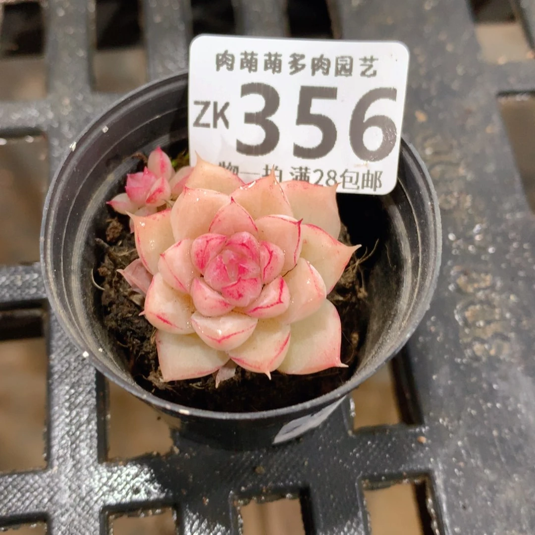 肉萌萌拇指盆精控多肉ZK356
