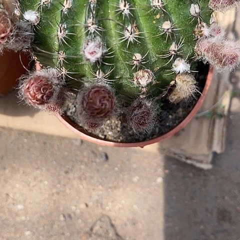 红昭和丽花2567888
