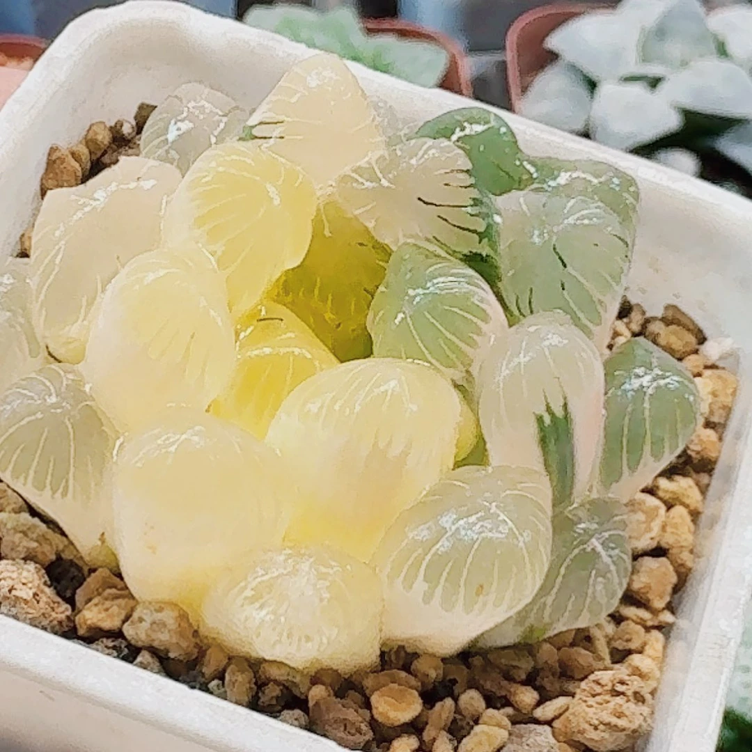 铭***姥十二卷实生冰灯津