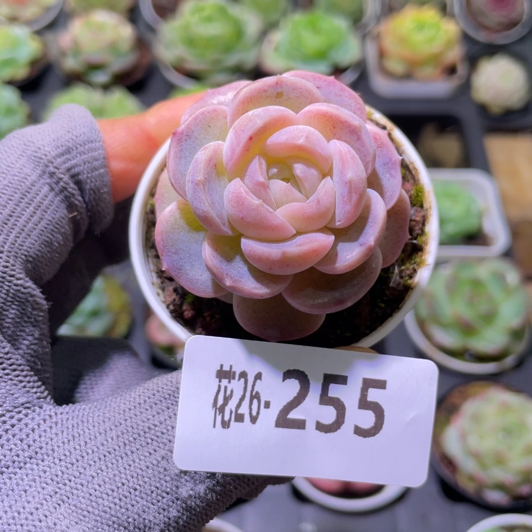 花利美26-255新品