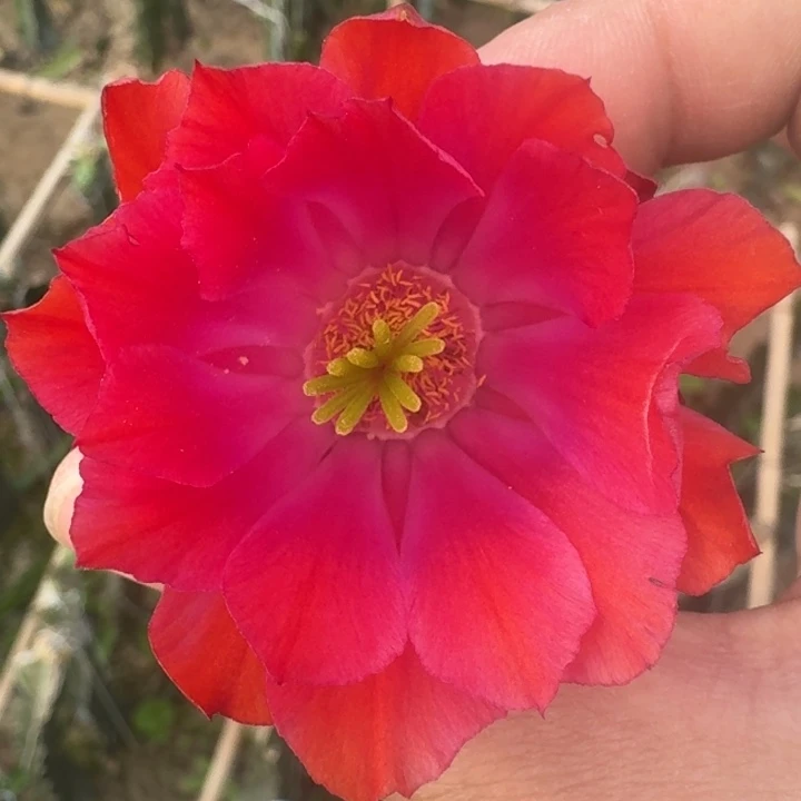 206复色美花角一个3公分左右无根侧牙小，20包邮