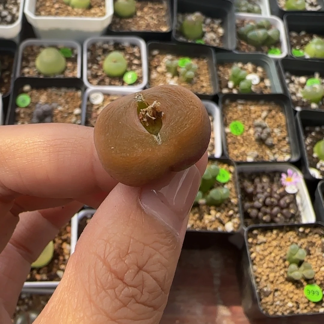2.1cm多肉植物397