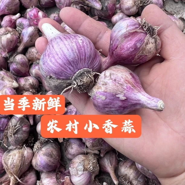 江西赣南农村大蒜新鲜多瓣香浓辣味足泡蒜炒菜调料蔬菜