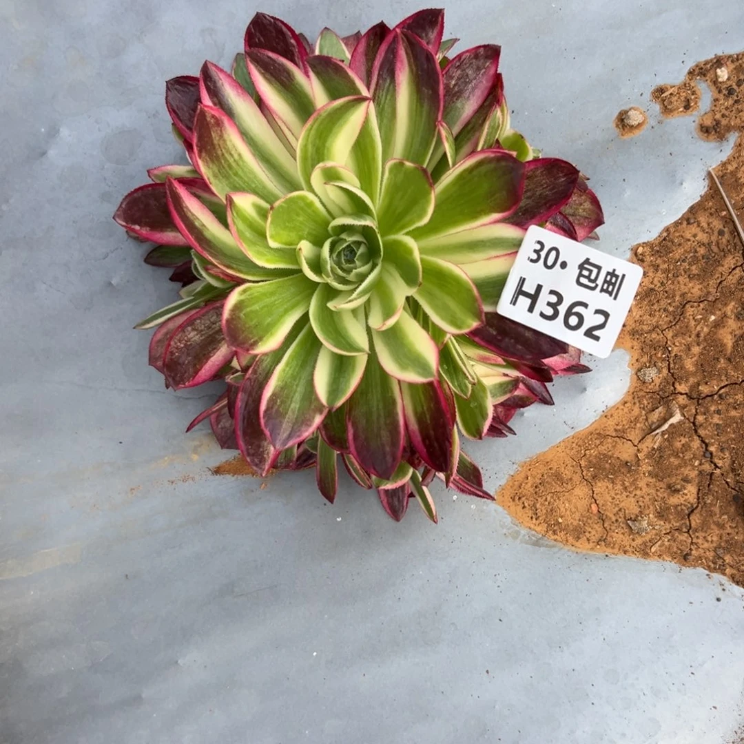 362青禾，多肉法师