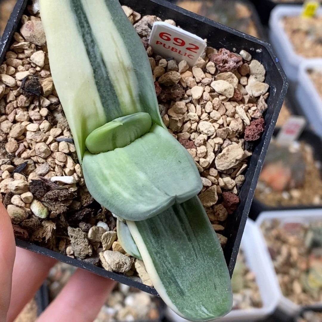 692卧牛多肉植物组合盆栽